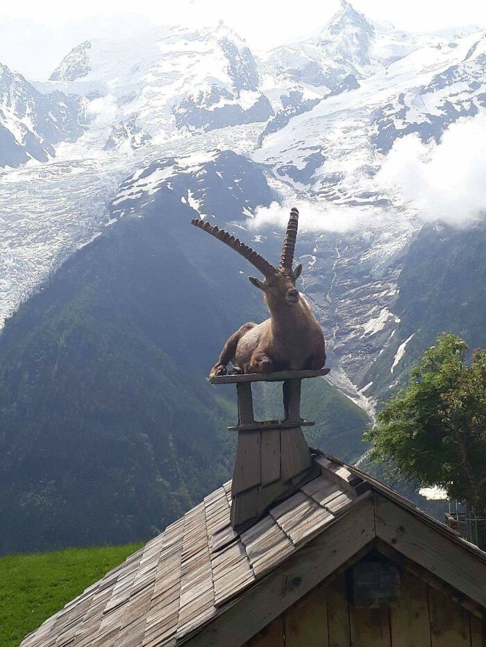 Ibex On The Chimney