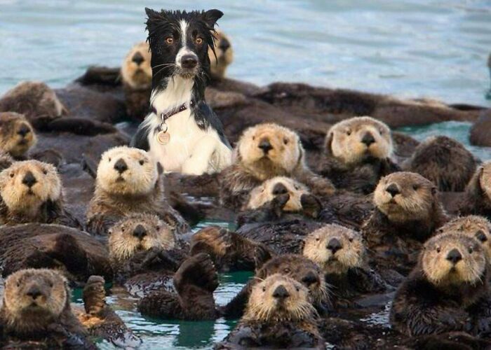 I See No Otter Way Out...