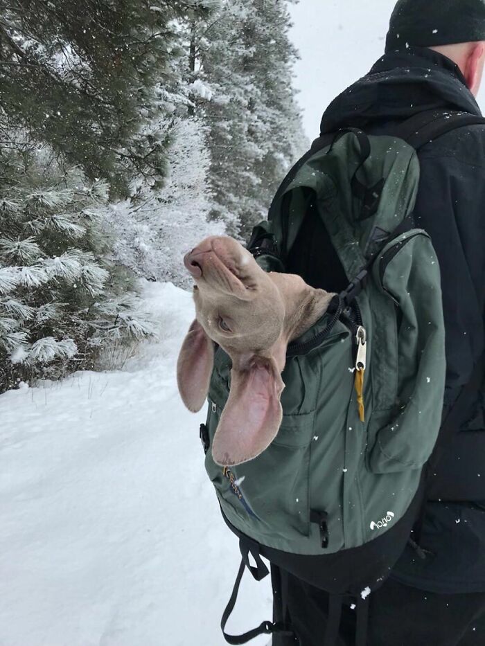Está en su primera aventura en la nieve. Se cansó inmediatamente y tuvo que ser cargado el resto del camino