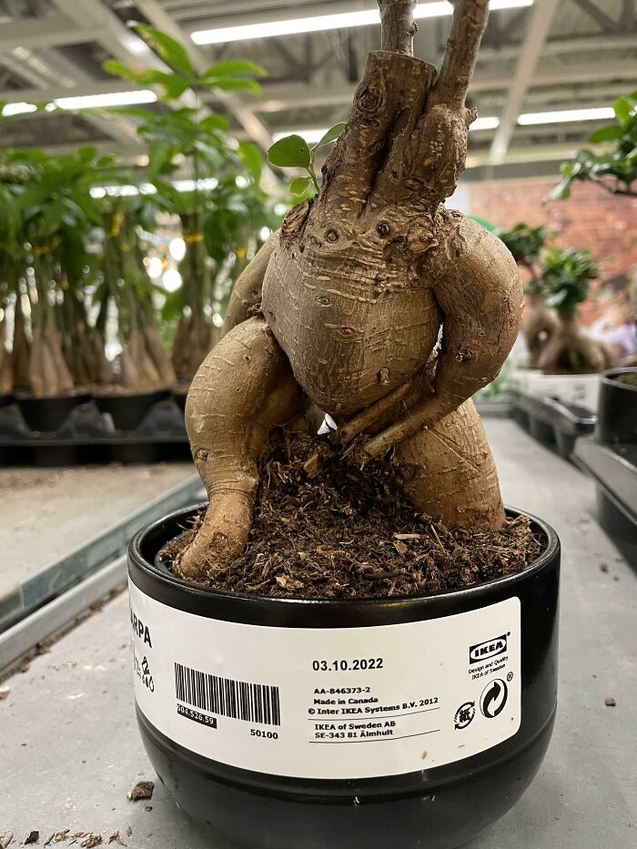 Esta planta de IKEA que parece una criatura