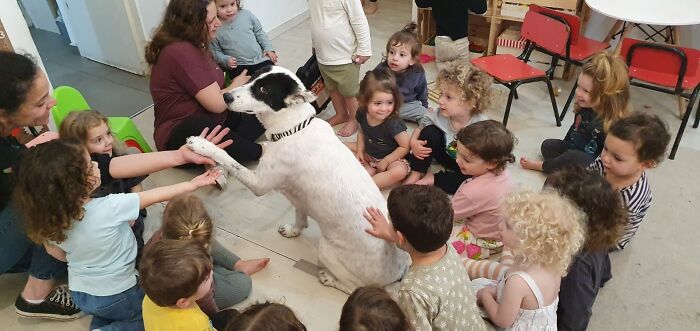 So They Brought A Dog To My Daughter's Kindergarten...