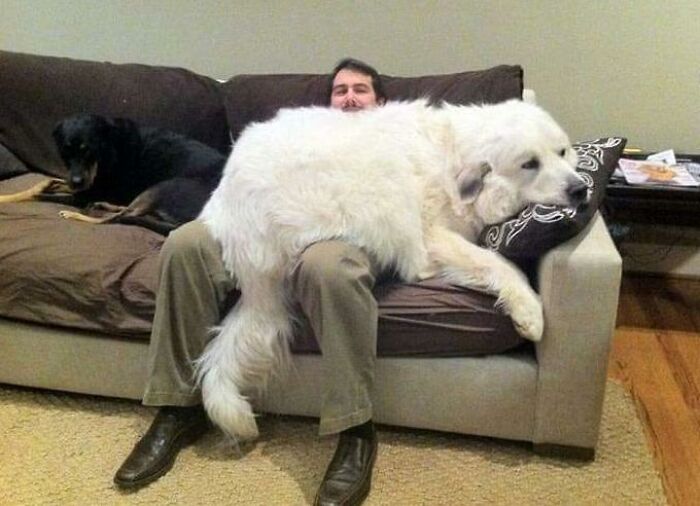 I'll Just Become A Couch Then