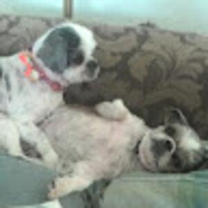 dajuanacarson avatar