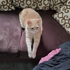 jokersheart39 avatar