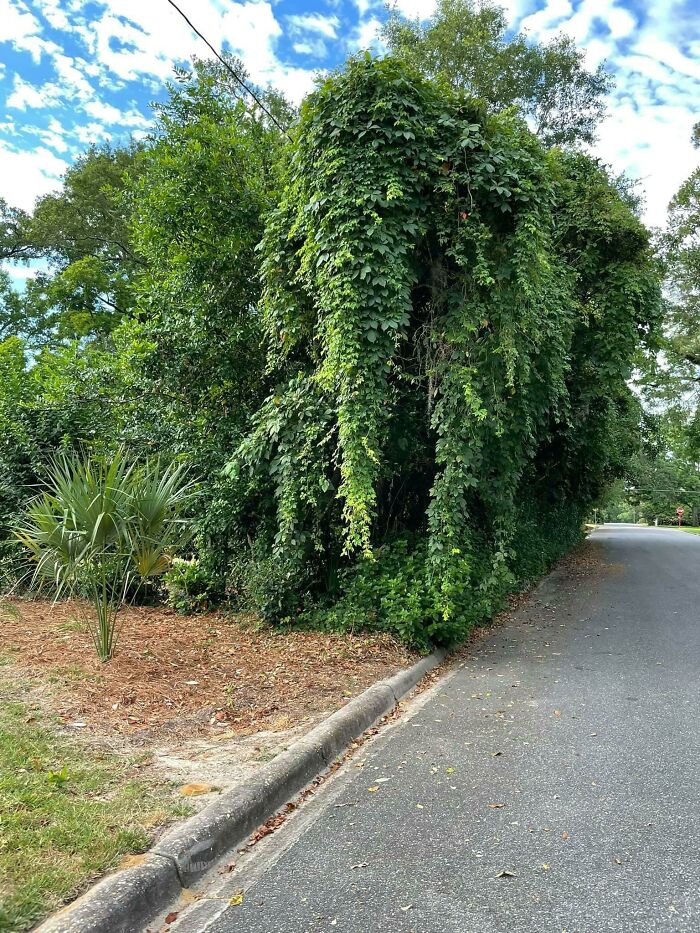 These Vines In My Neighborhood Look Like An Elephant