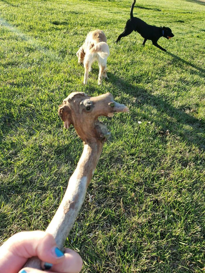 My Daughter Found A Stick That Looks Like A Camel Head