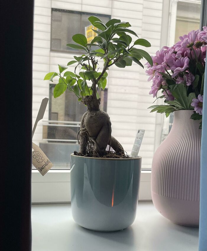 Mi bonsái parece un gorila