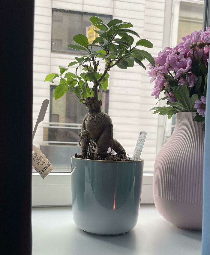 My Bonsai Tree Kinda Looks Like A Gorilla