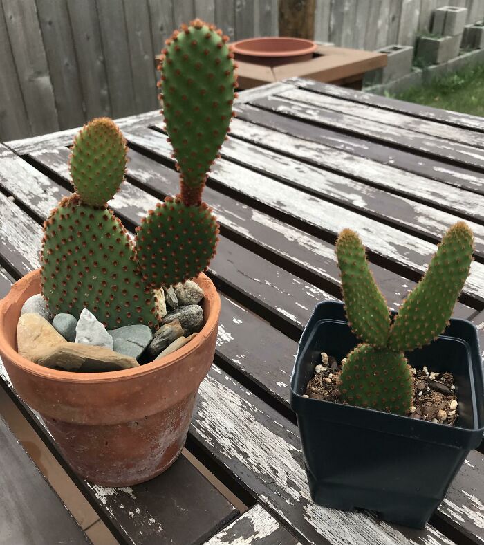 My Cacti Looks Like A Caveman About To Club A Rabbit