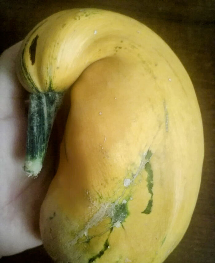 This Squash Looks Like A Sleeping Duck