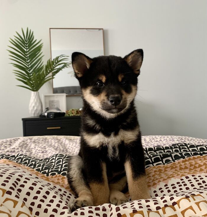 The White Patch Of Fur On My Puppy's Chest Looks Like A Bird