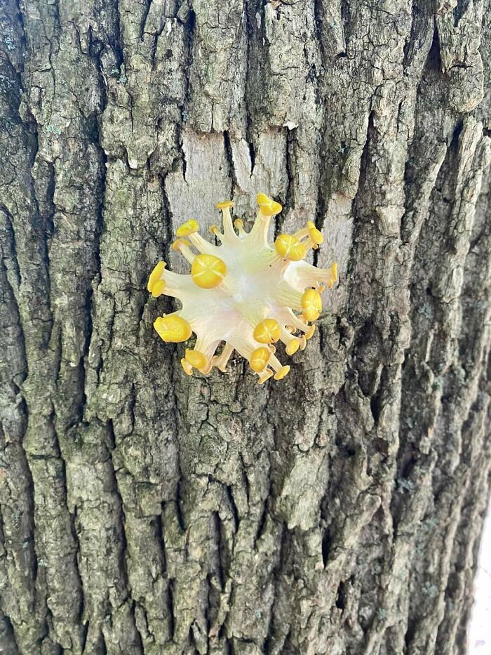 This Cluster Of Golden Oyster Mushrooms Looks Like Covid-19