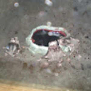 irisbelldandy avatar