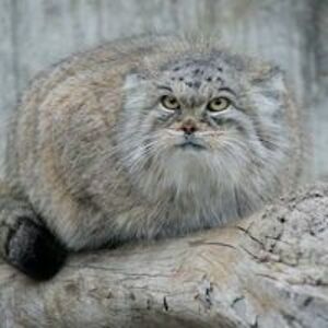 svetlanasyc821 avatar