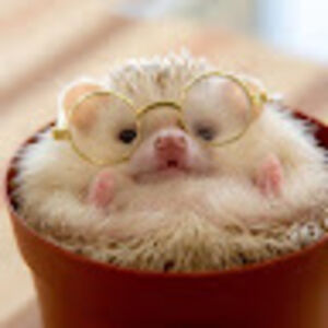 jaynabalistrire avatar