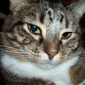 patriciaschwartz avatar