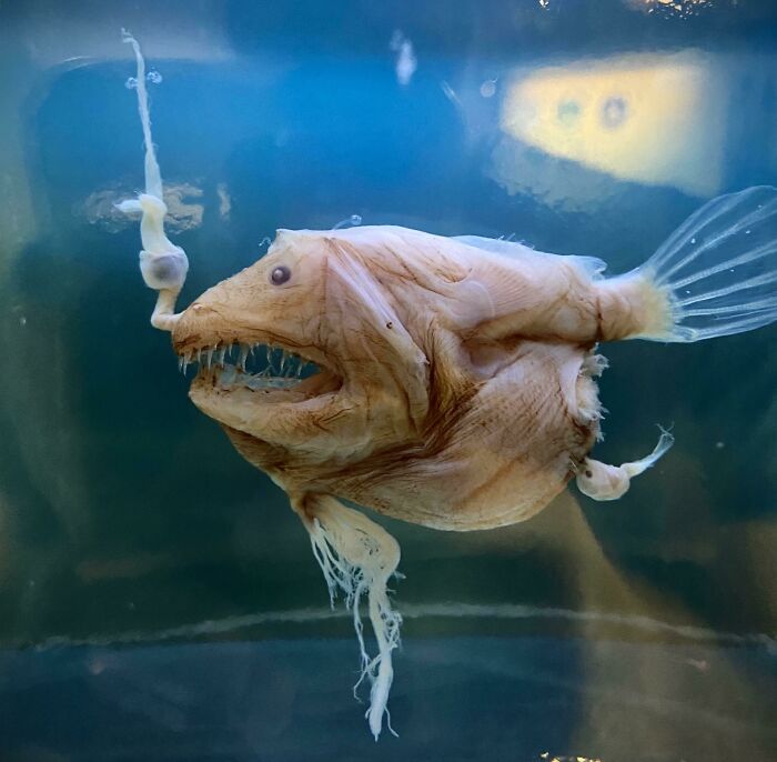 Female Anglerfish With Male Attached