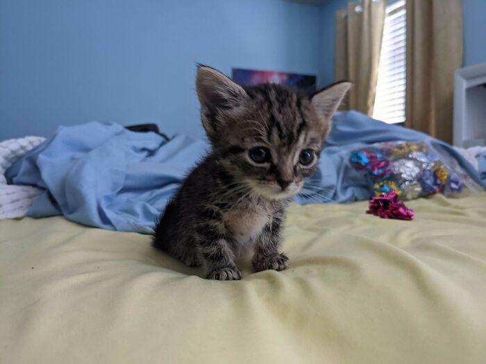 I Foster With My Local Shelter And Received A Litter With One Kitten Who Has Dwarfism. She's Half The Size Of Her Littermates. Highly Criminal. Just Dastardly