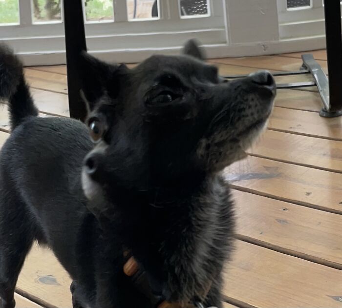 I Guess My Dog Has Two Faces Now