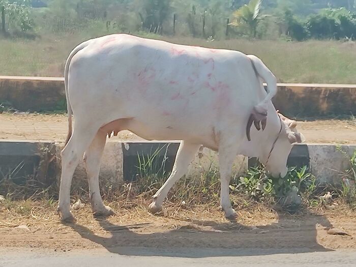 I Saw A Cow With An Extra Limb On Its Hump