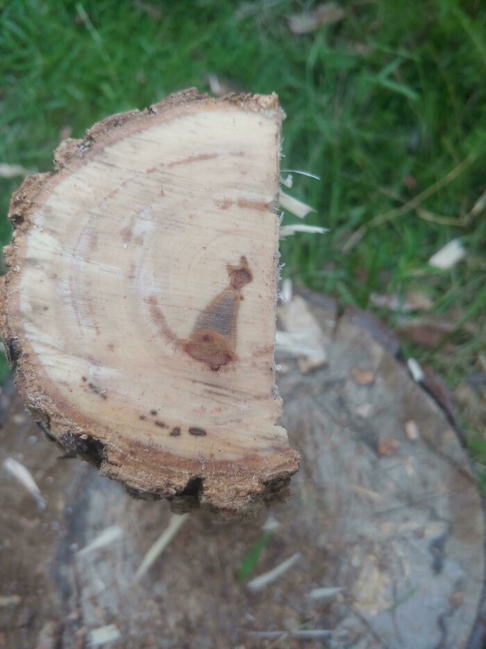 The Center Of The Log I Was Splitting Looks Like A Cat
