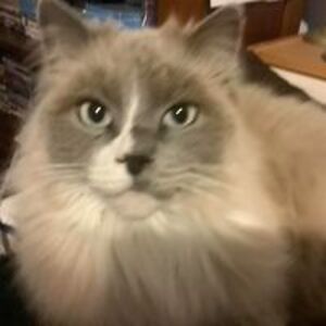 patersoncarla9999 avatar