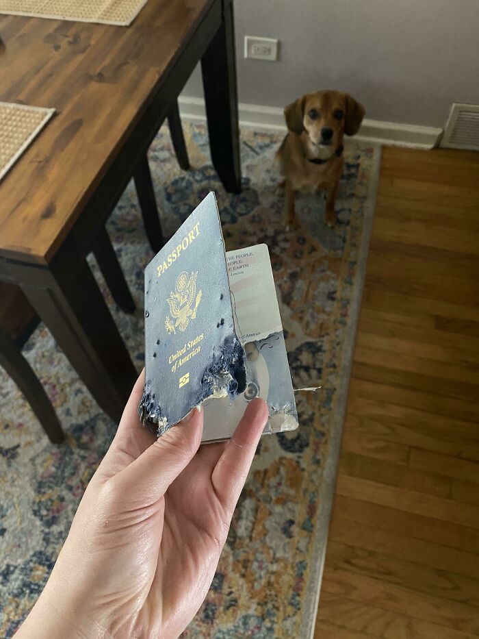 Mi perrito se comió el pasaporte