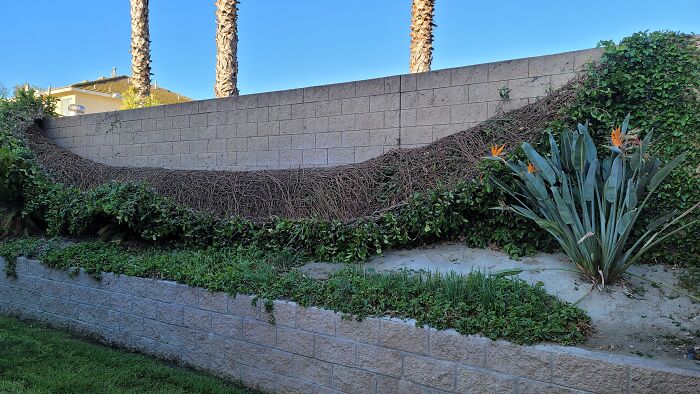 16 Years Of Ivy Growth Destroyed In A Single Night Of High Winds. The Entire Brick Wall Was Covered To The Top
