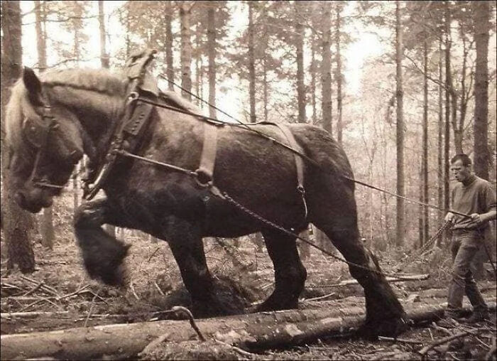 Foto antigua de un caballo de labranza