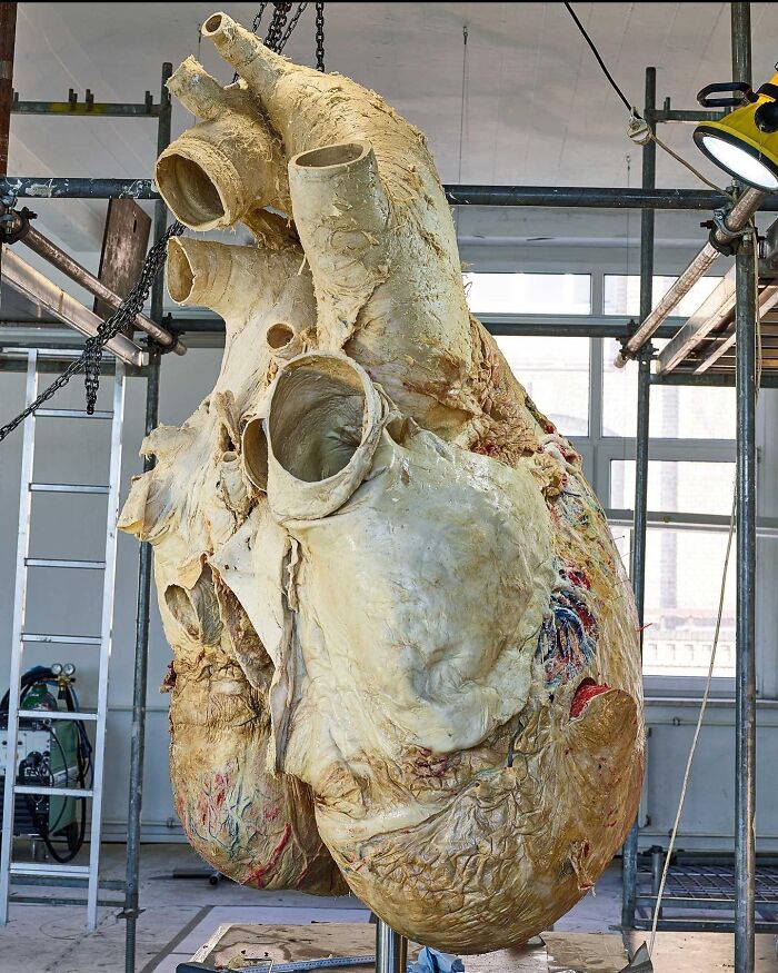 What You're Looking At Is The Largest Heart On Earth, The Heart From A Blue Whale !