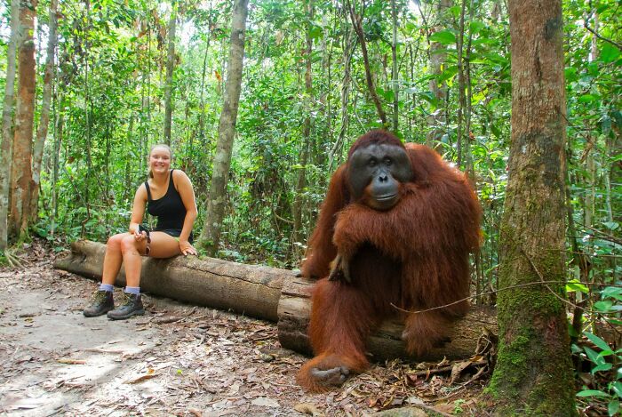 An Adult Orangutan Next To A Human