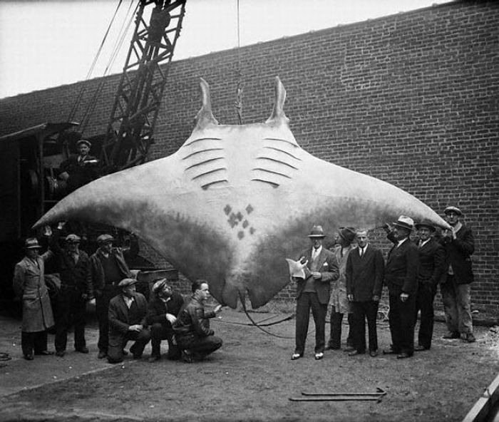 Once Upon A Time In 1933 — This Devil Ray Once Roamed The Deeps Of The New Jersey Coast