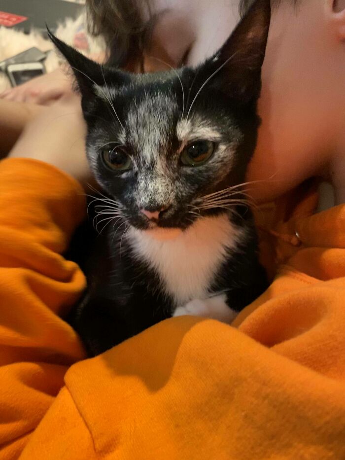 Our New Kitten Minkle. She Survived Being Thrown From A Car And Panleukopenia. Now Living Her Best Life With Us. The Markings On Her Face Are From Vitiligo