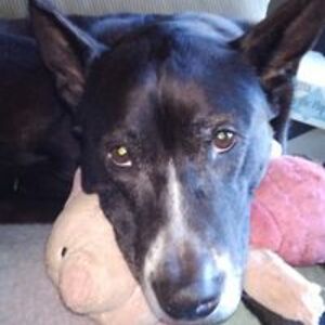 drloiscooksey avatar