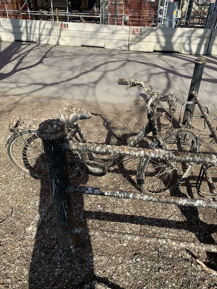 Alguien dejó la bicicleta bajo el árbol equivocado