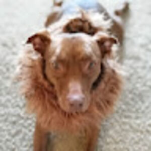 ariadnerosecheng avatar