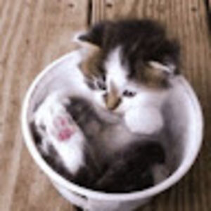 annemarietews avatar