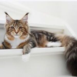 rosalindaison avatar