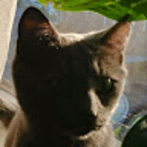 frallanthecat avatar