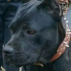 michaellewiscol03 avatar