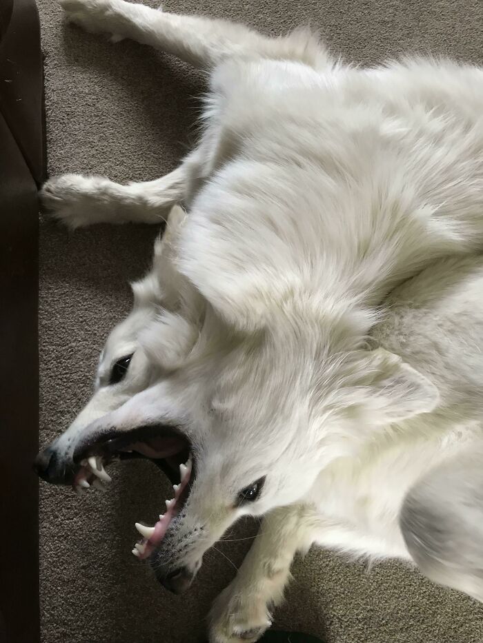 My Dogs Share A Mouth Sometimes