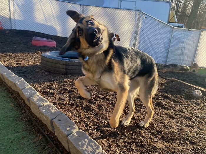 My Girl At Doggy Daycare. She Is Beauty And She Is Grace