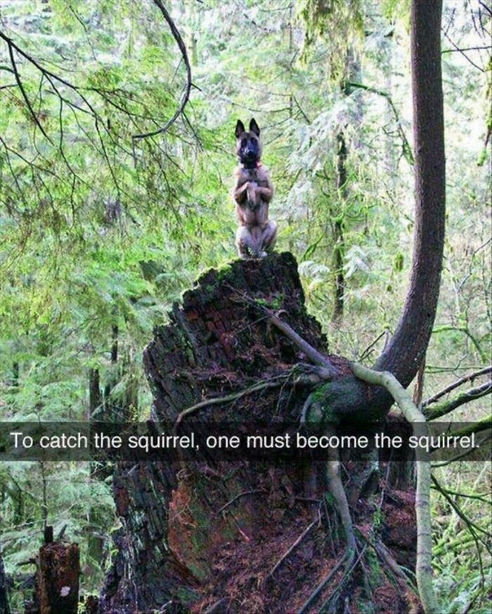 Become The Squirrel