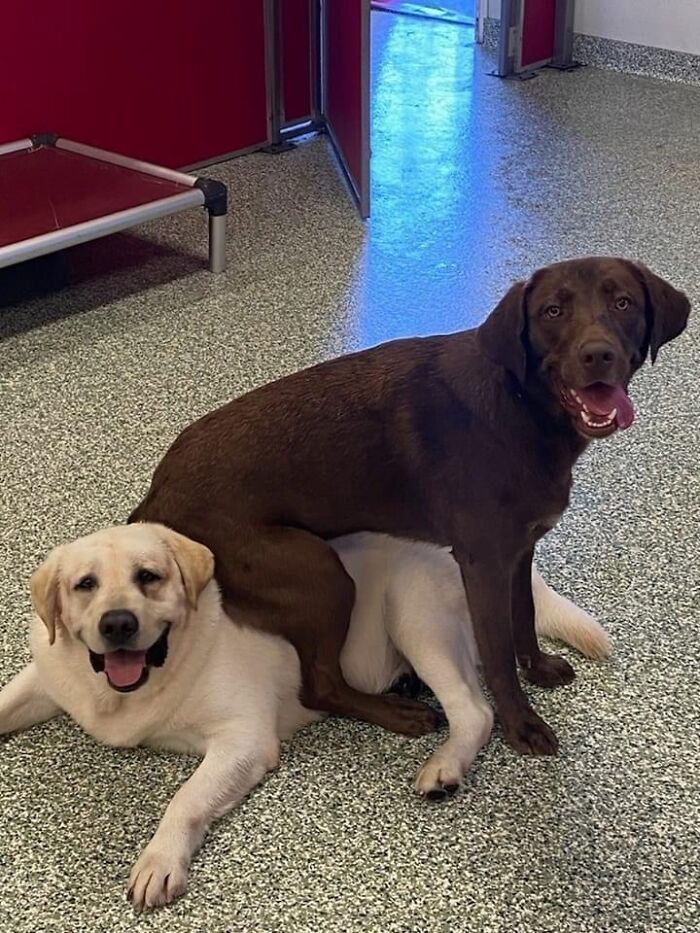 The Doggy Daycare Posted This Today Of My Dog And Her Friend