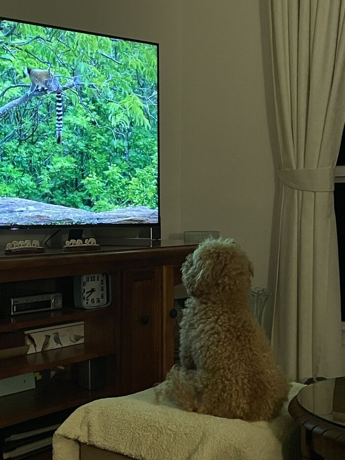 Teddy está obsesionado con los documentales sobre animales. Corre a la habitación cuando escucha la voz de Sir David Attenborough
