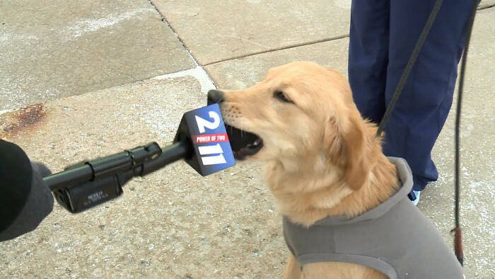 Sully, el perro de terapia del hospital SSM Health St. Joseph de Lake St. Louis, pensó que el micrófono era su nuevo juguete