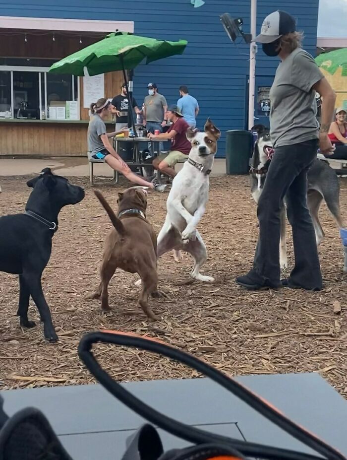 Hiccup tuvo un buen día en el parque para perros