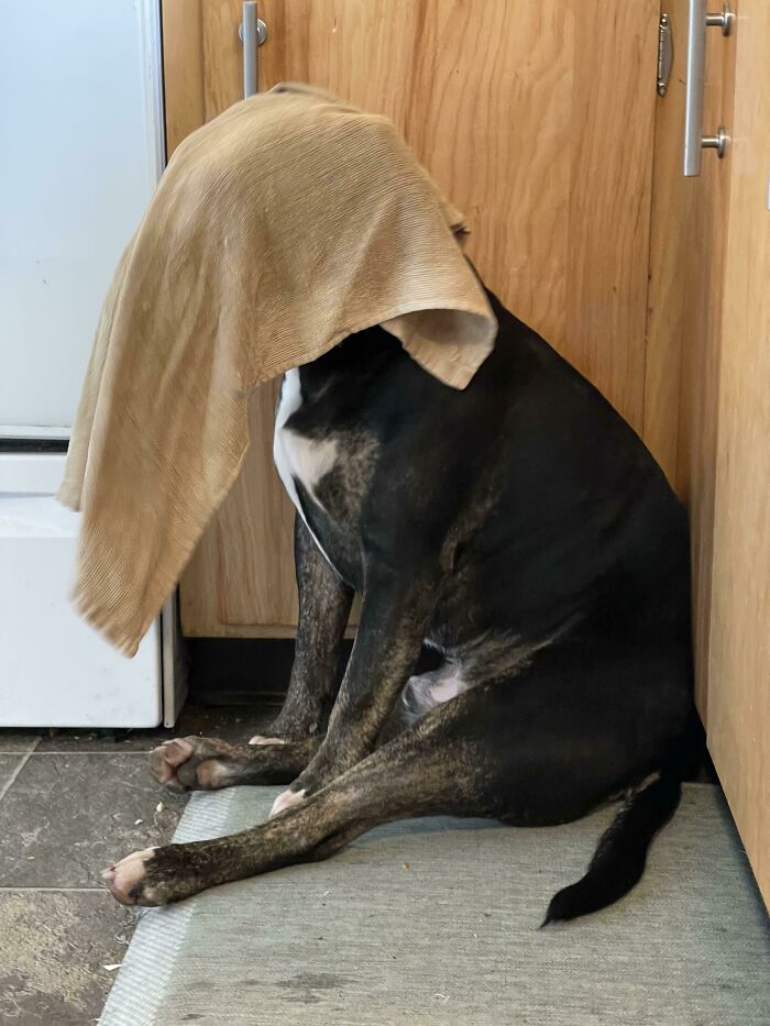 Steamed A Loaf Of Bread In This Towel, Put It On The Dogs Head And Sat Like This For 5 Minutes