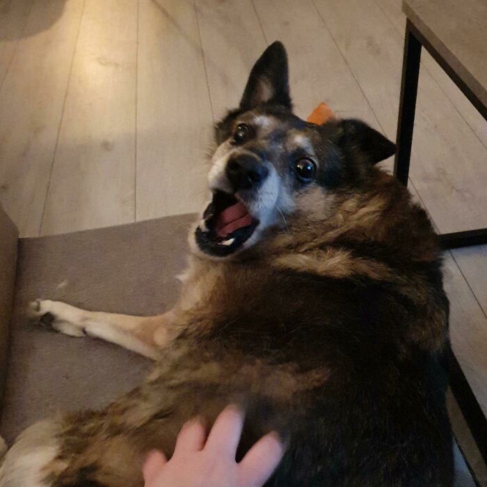 The Faces Igor Pulls When Receiving His Favourite Butt Scratches