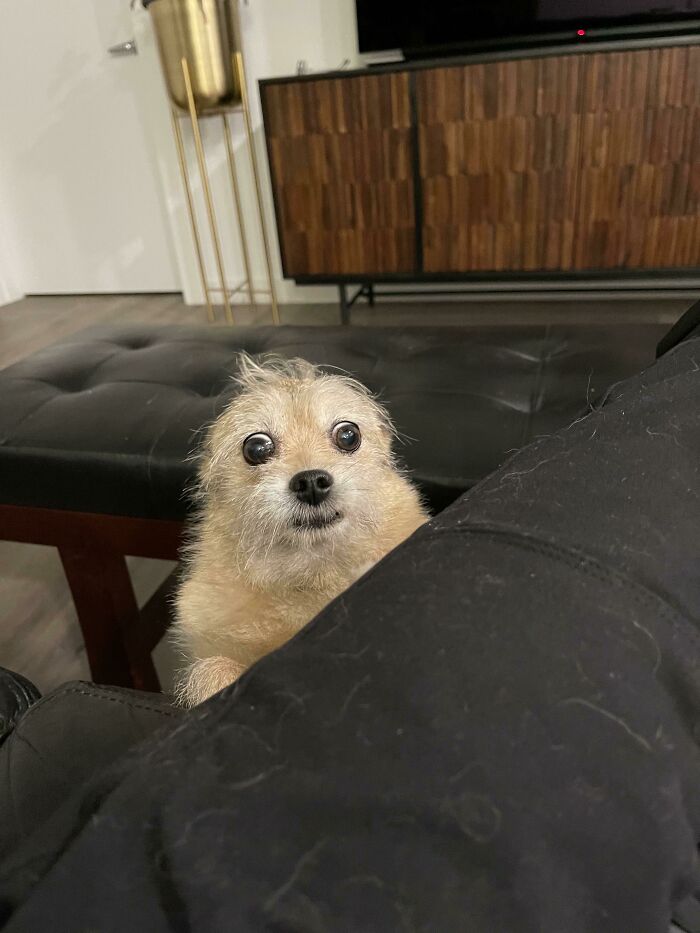 Whenever My Dog Really Wants Attention She Pulls This Face. My Friend Said She Looks Like A Crackhead Seal. What Do You Guys Think?